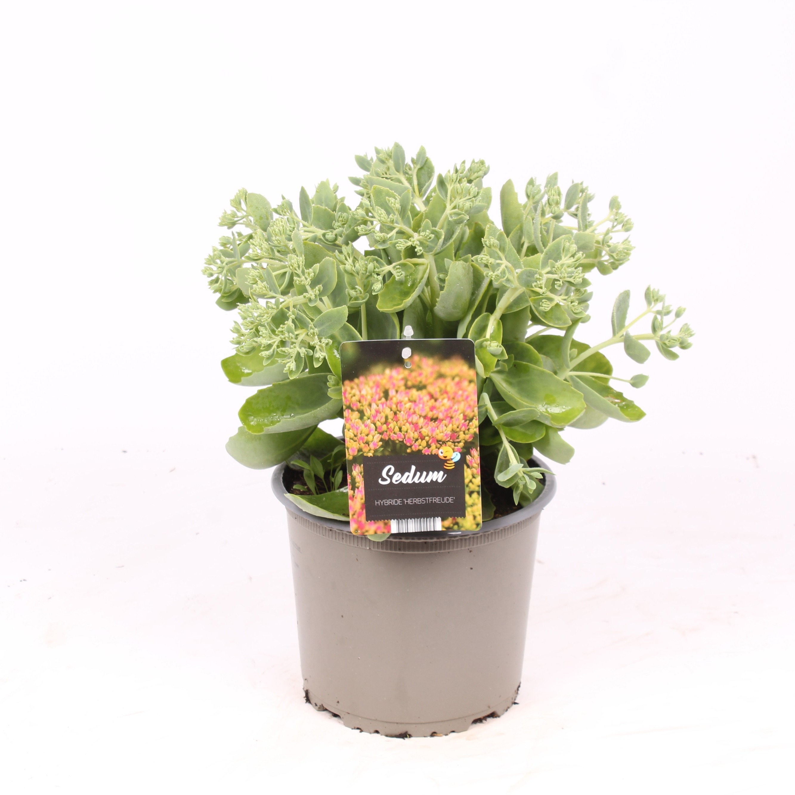 Sedum hy. 'Herbstfreude'