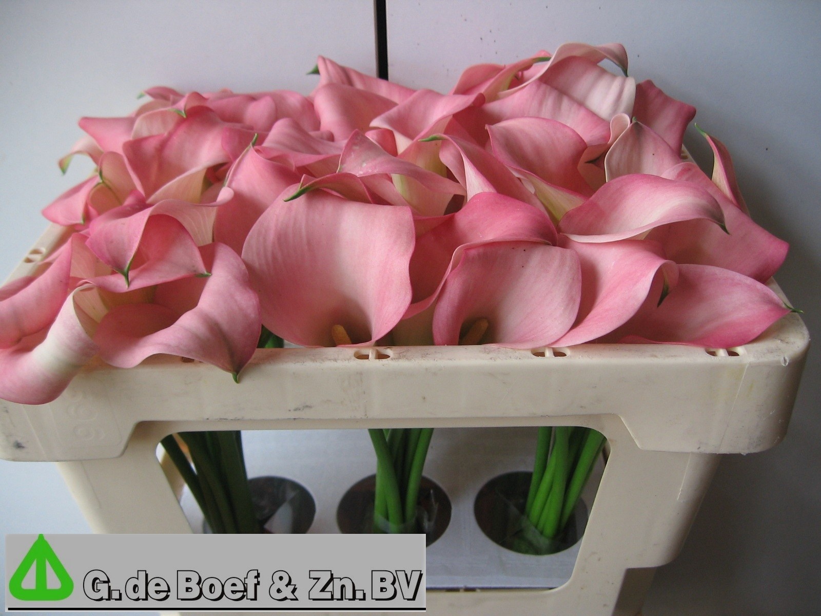 Calla Samur 45cm