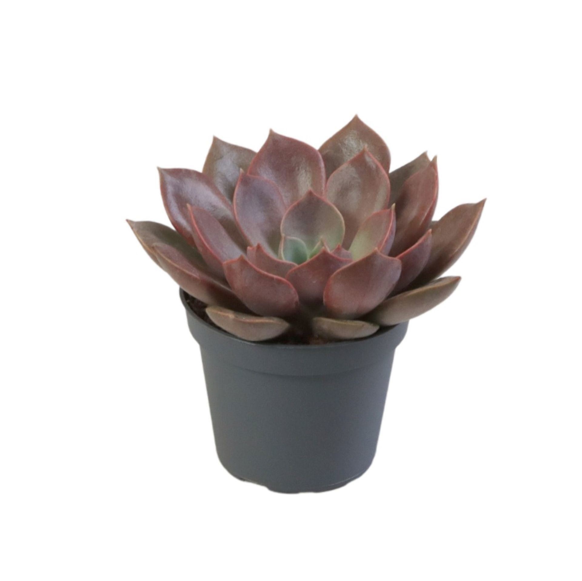 Echeveria Nina