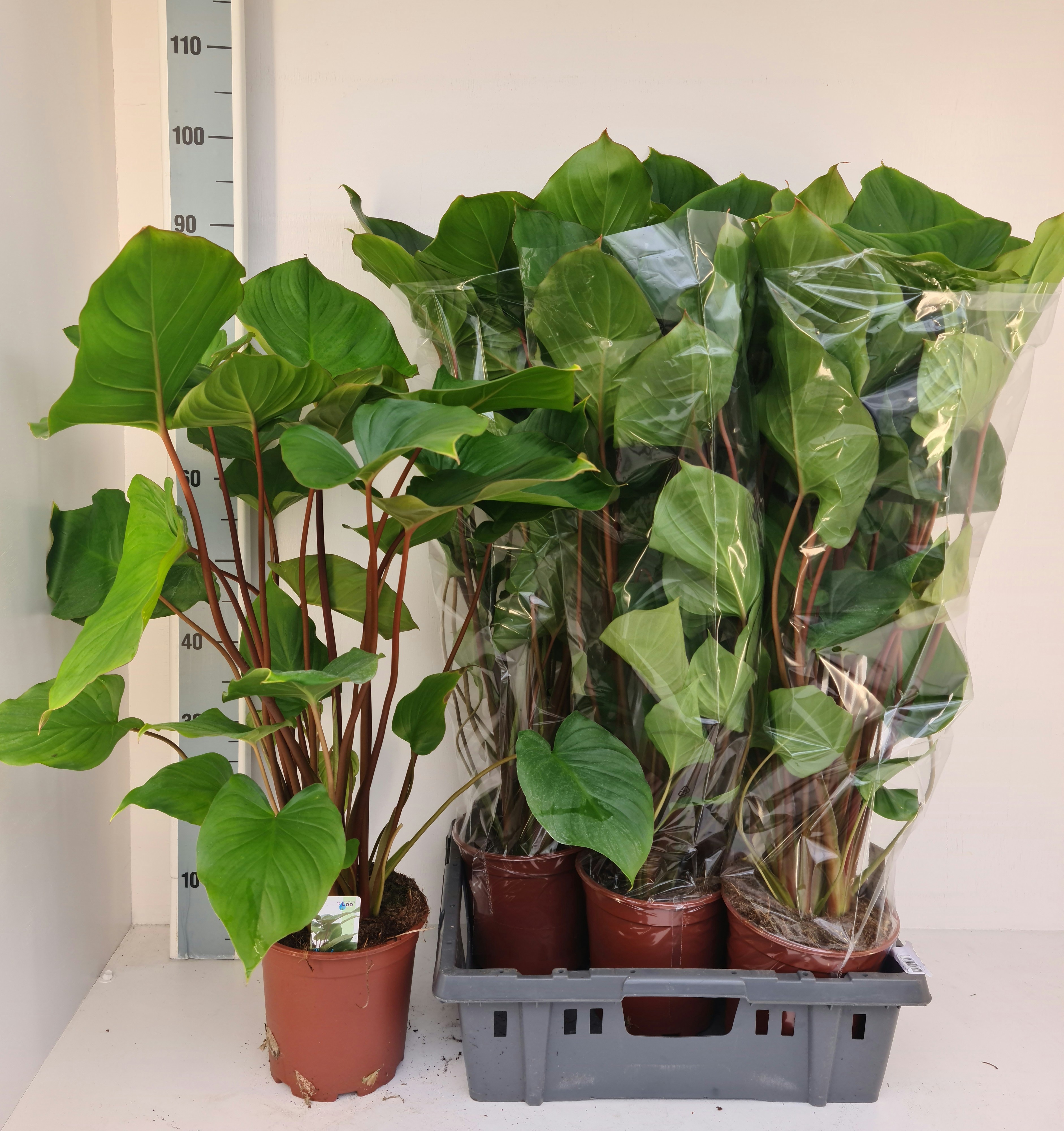 Homalomena Maggy 19Ø 85cm