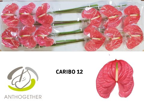 Anth A Caribo