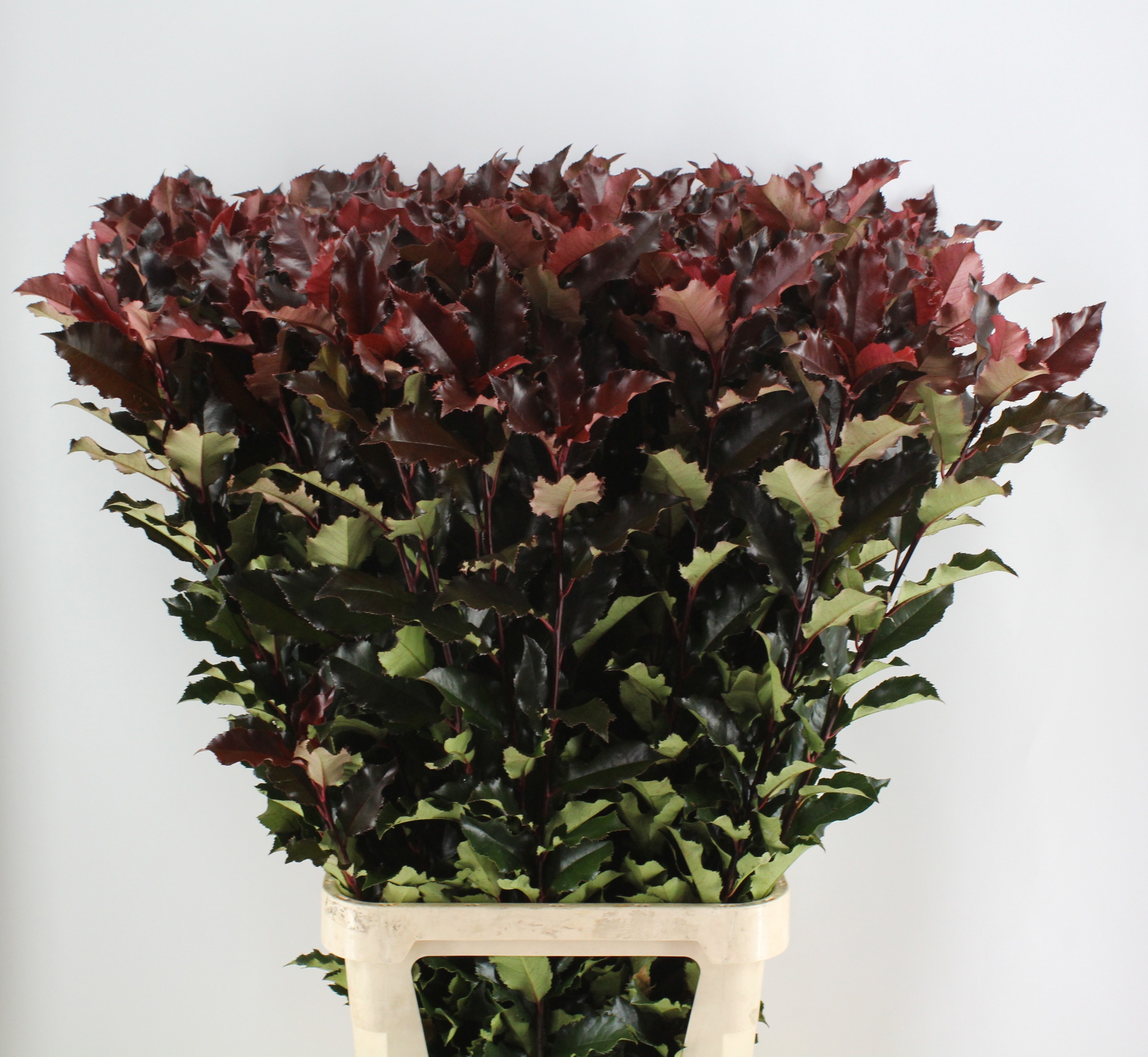 Phot Mag Volcano 120cm