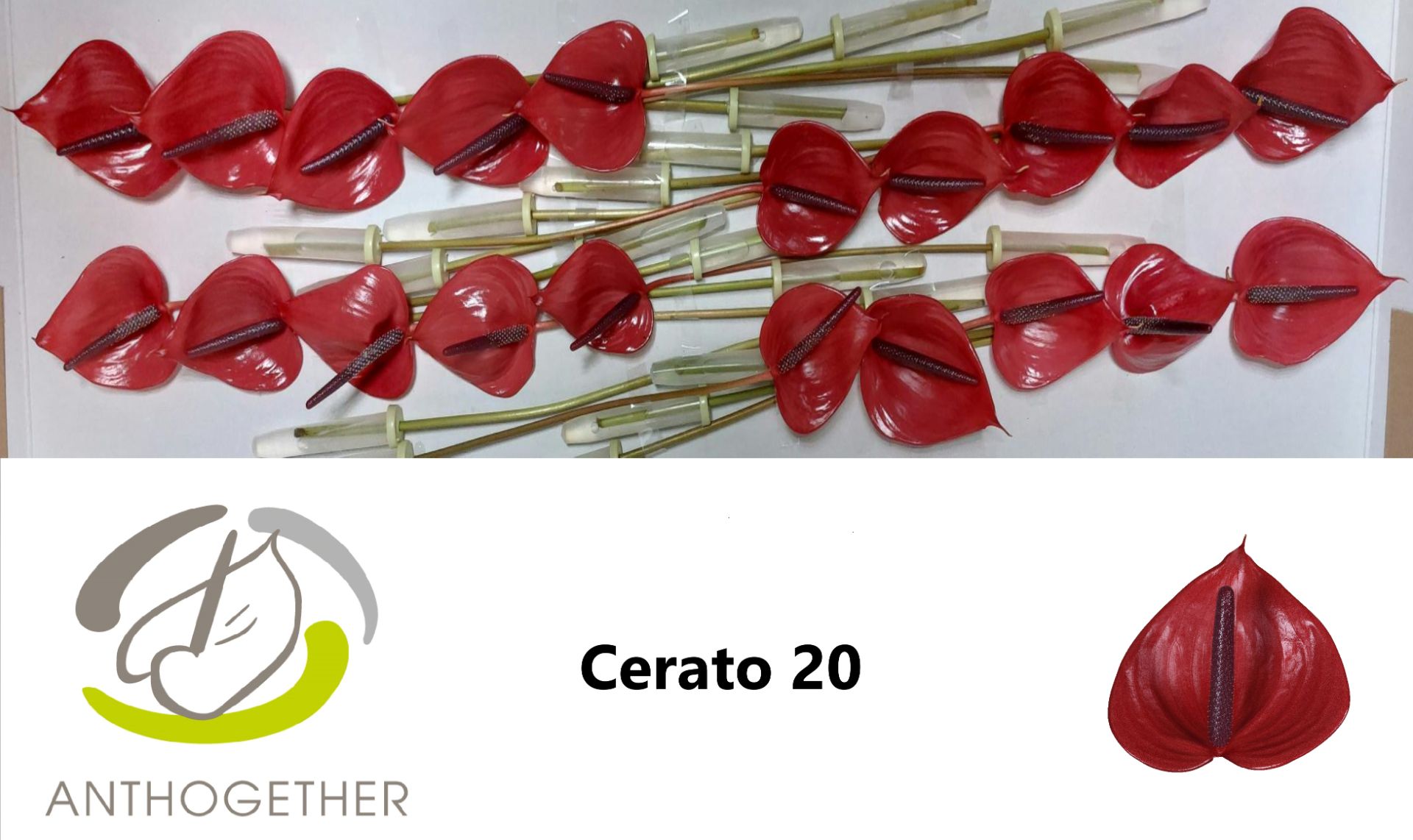Anth A Cerato