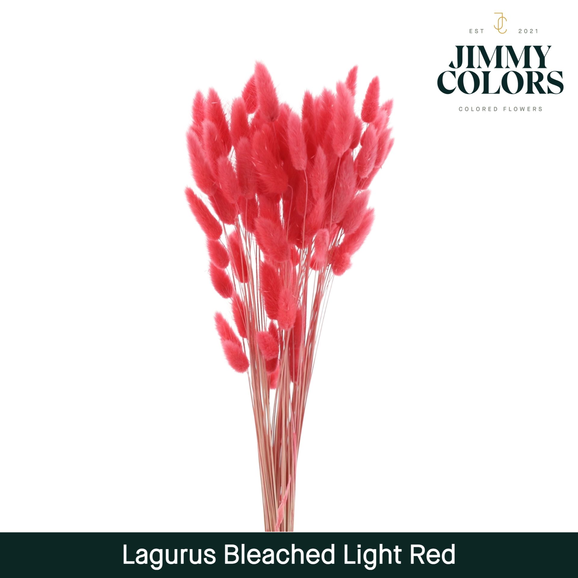 Lagurus Bleached Light Red