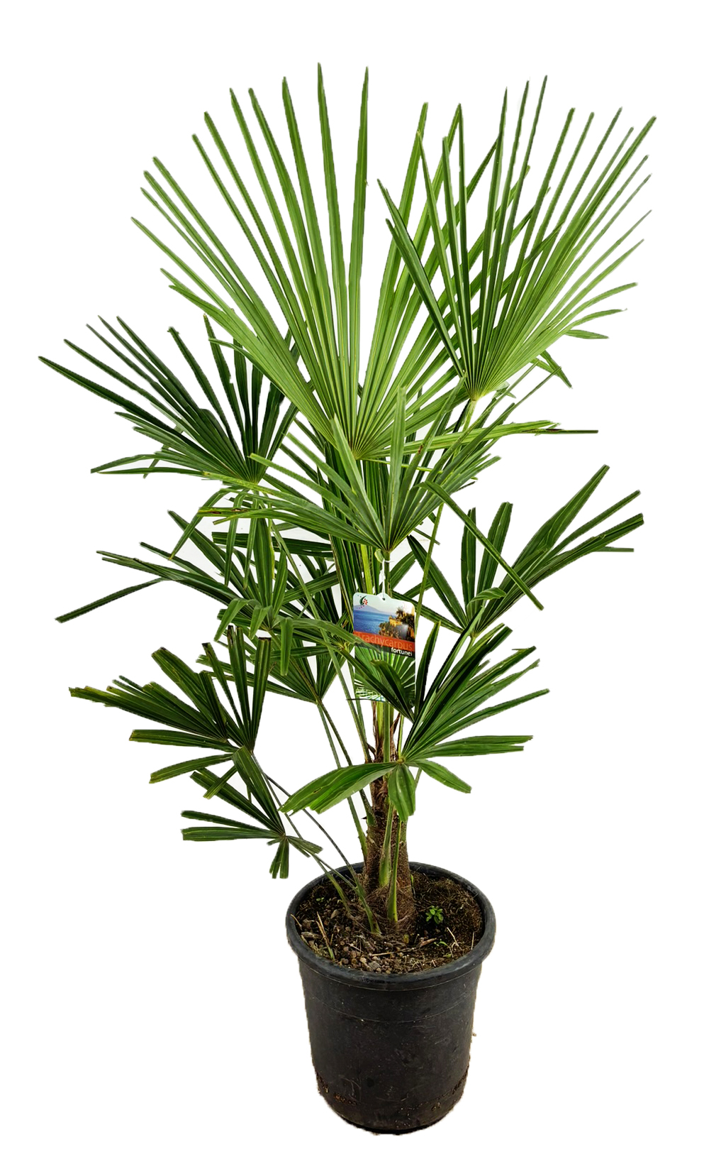 Picture of Trachycarpus fortunei P30 (12 Ltr)