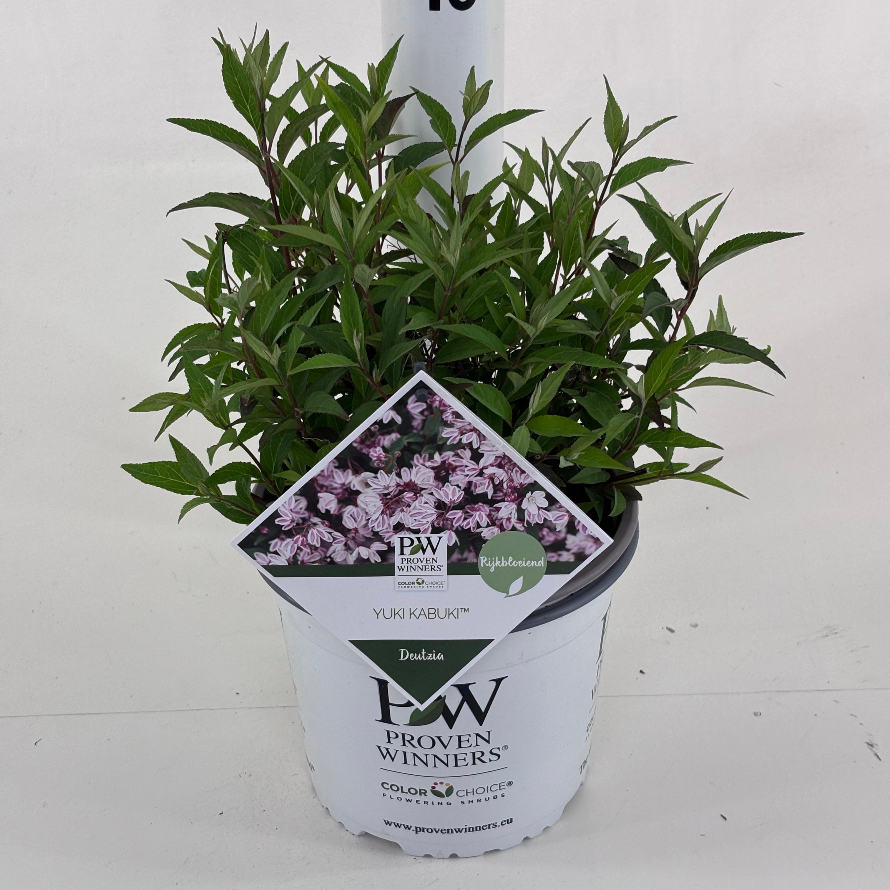 Deutzia Yuki Kabuki ('NCDX3')