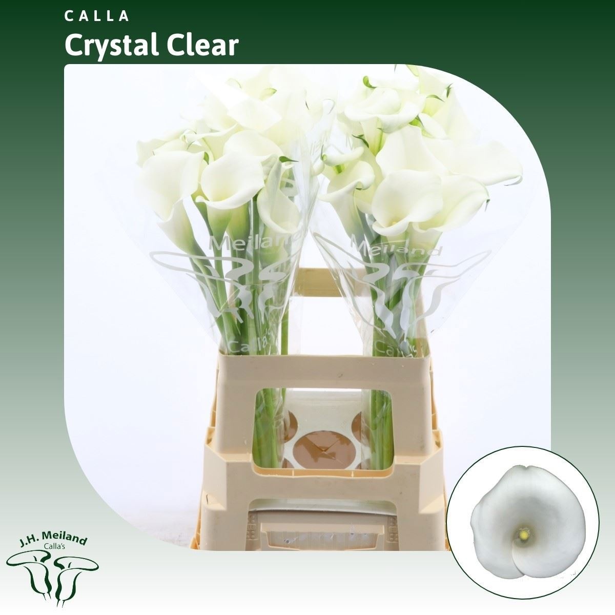 Calla Crystal Clear 65cm