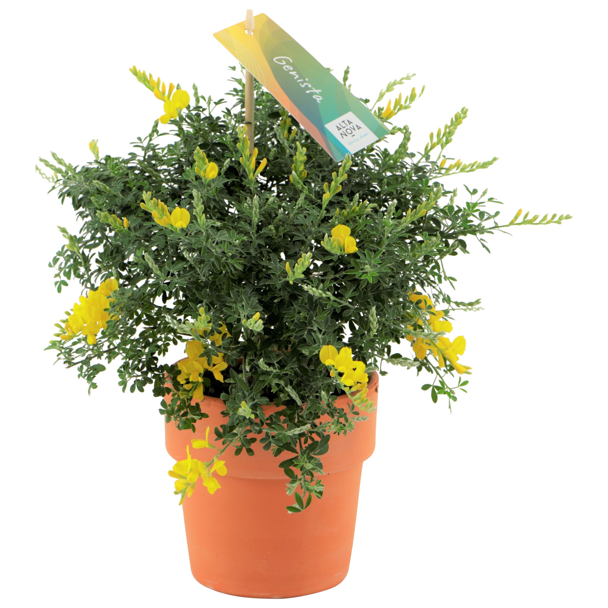 Genista (Cytisus) struik in Terracotta pot
