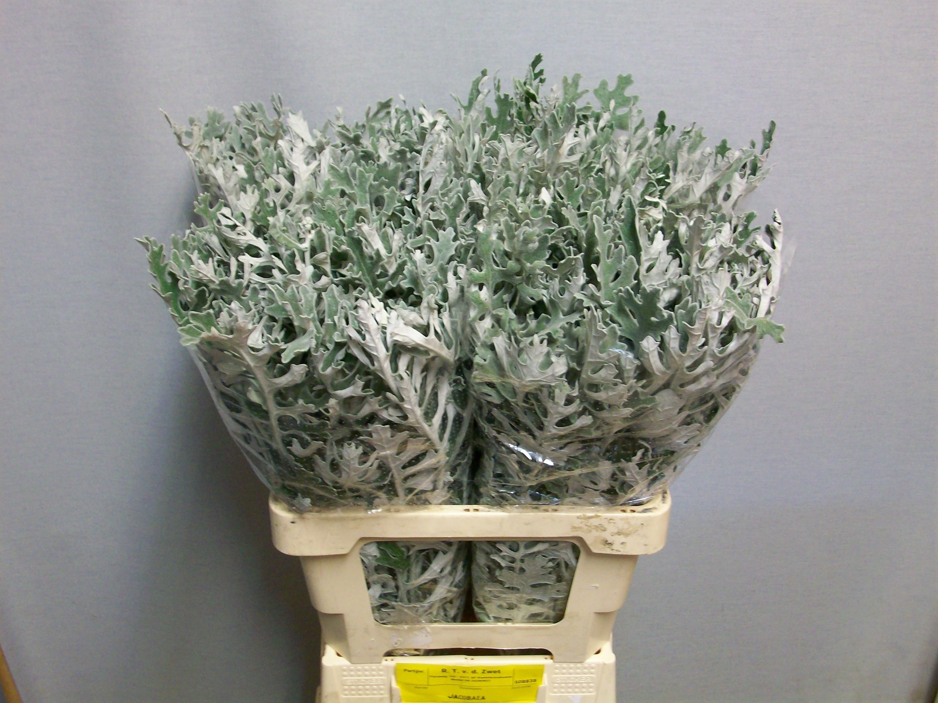 Senecio Maritima