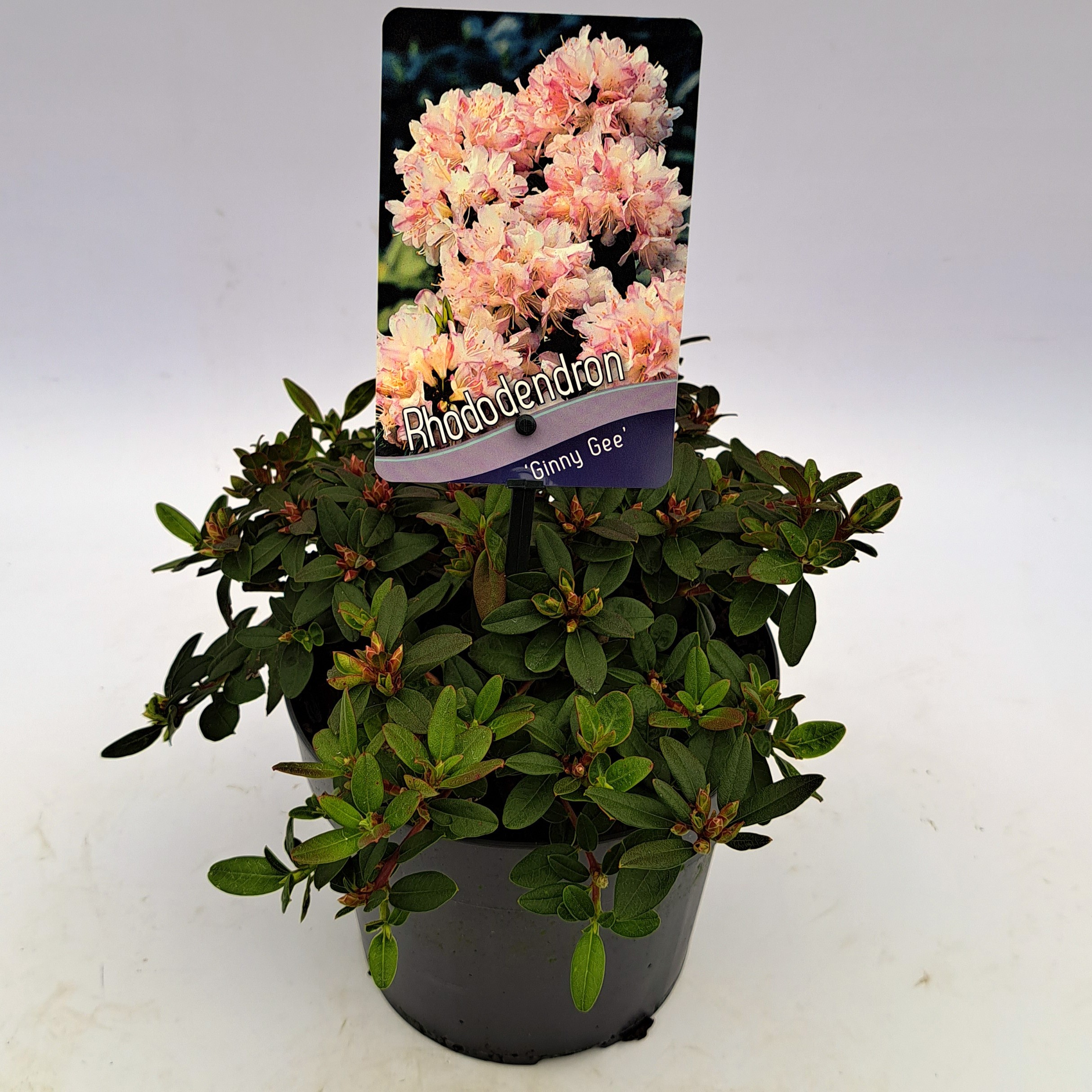 Picture of Rhododendron Ginny Gee P17 (2 Ltr) (LOOSE)