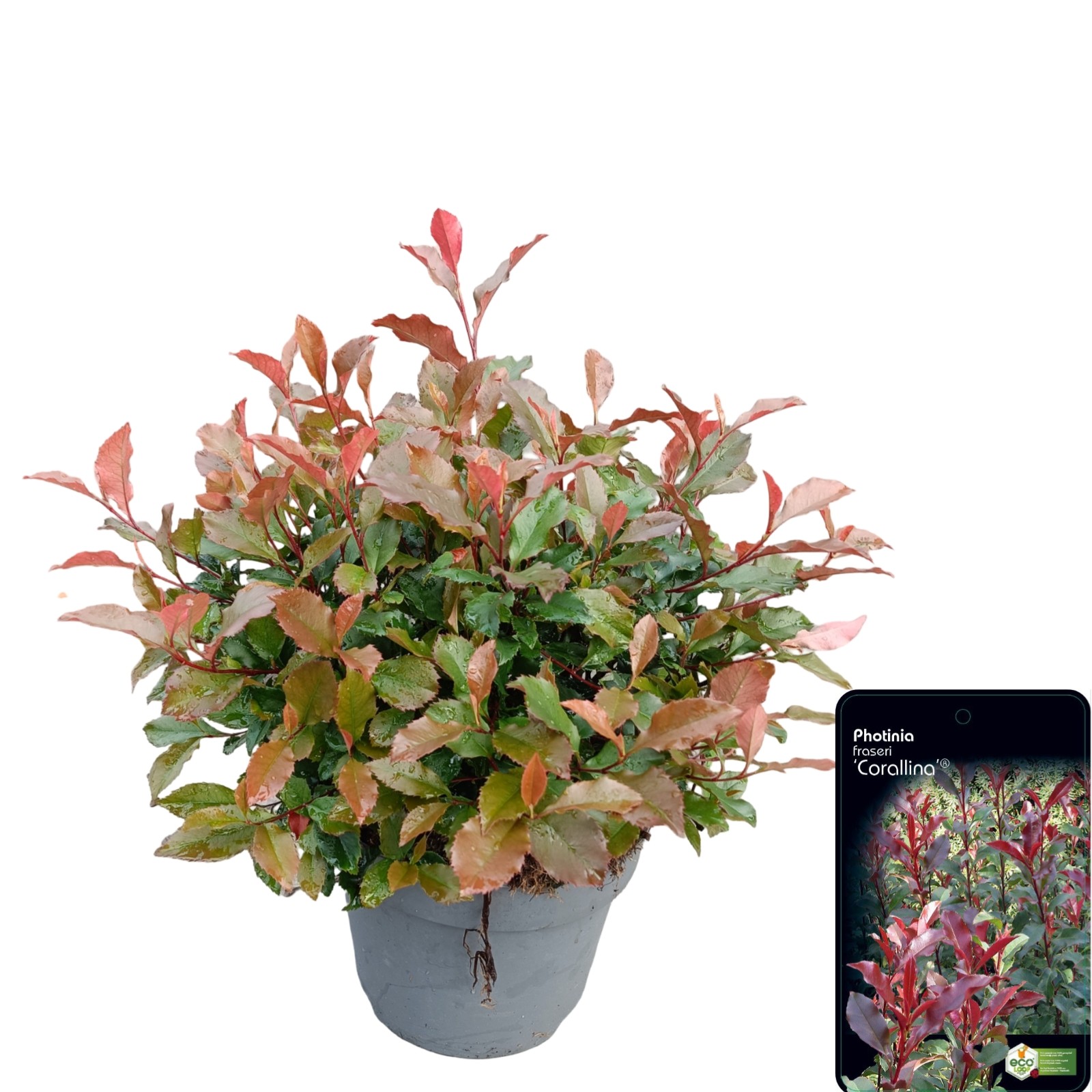 Picture of Photinia fraseri 'Corallina'® C10