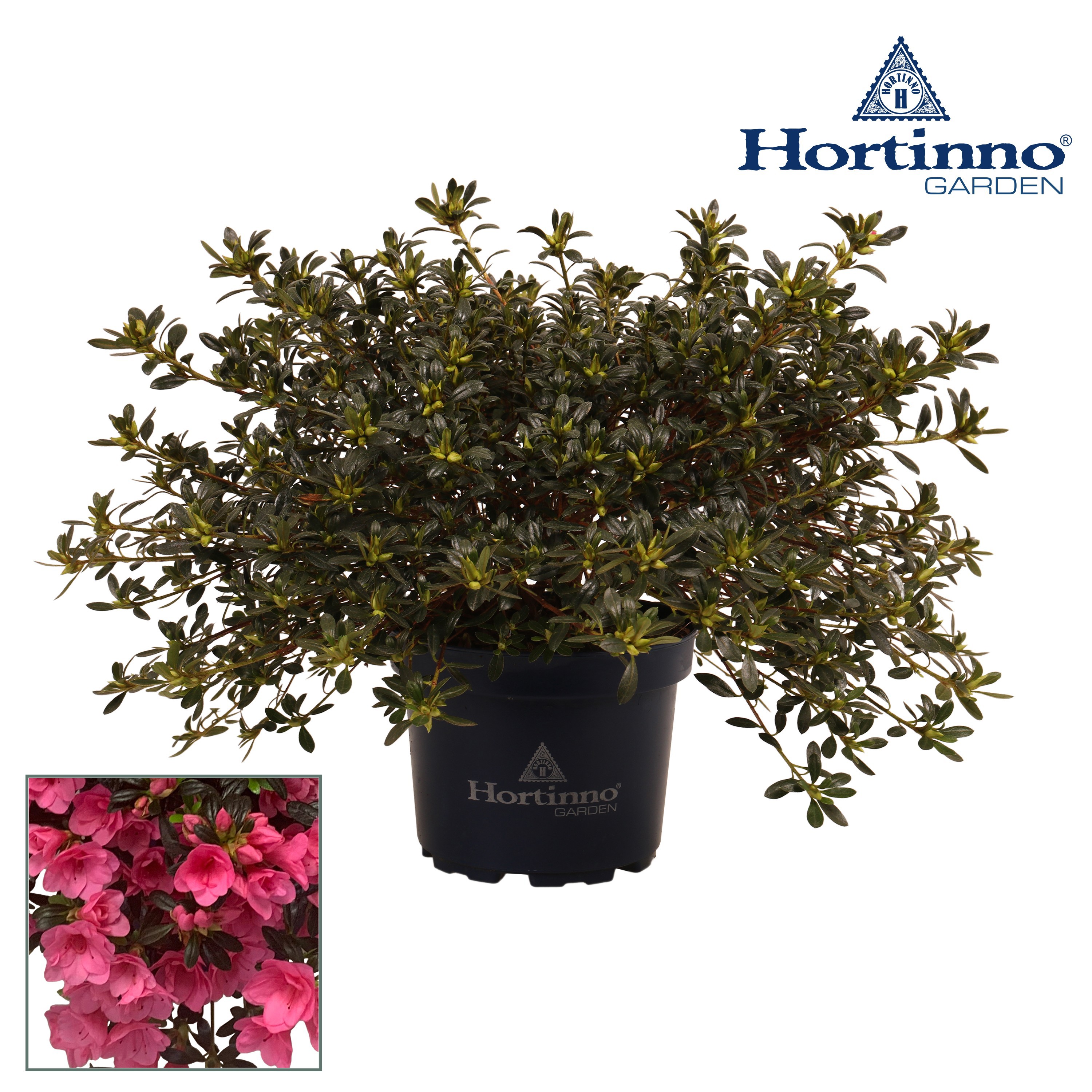 topfpflanze lila Ceanothus thyrsiflorus Repens – Lila Blume – Topf 19 cm Höhe 90 cm —  Planten247.nl main image 1