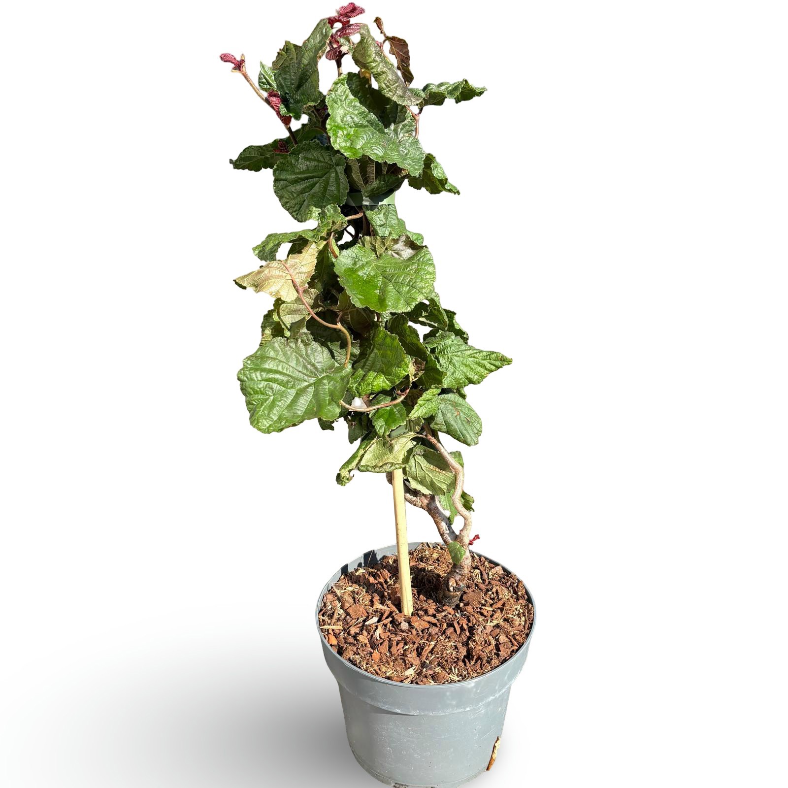 Corylus a. 'Red Majestic'
