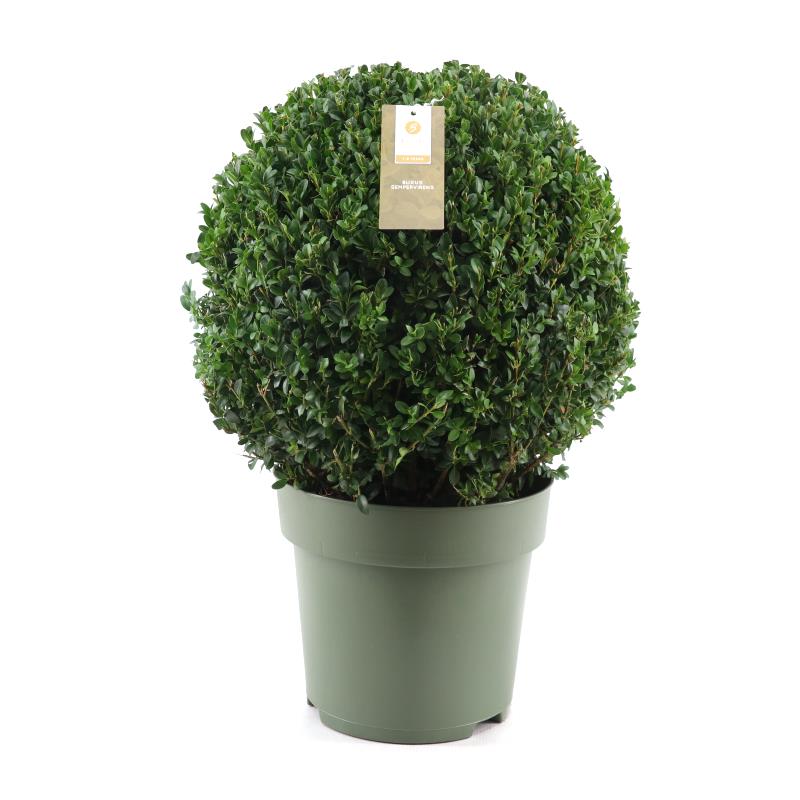 Picture of Buxus semp. Ball Ø40cm P27