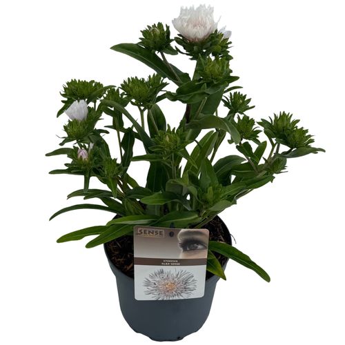 Stokesia laevis 'Alba' ® sense P19 Asra