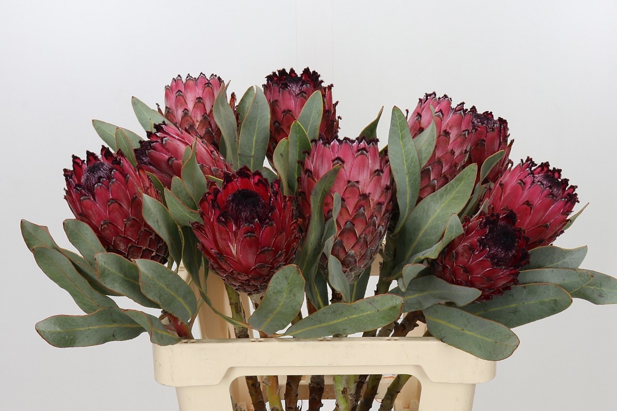 Protea Ba Red Beauty 60cm