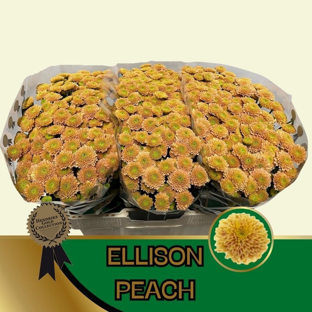 Chr S Ellison Peach