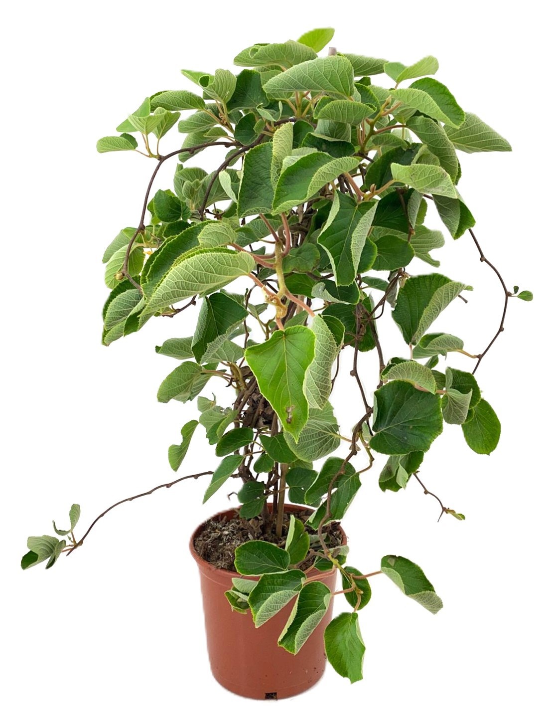 Actinidia Actinidia