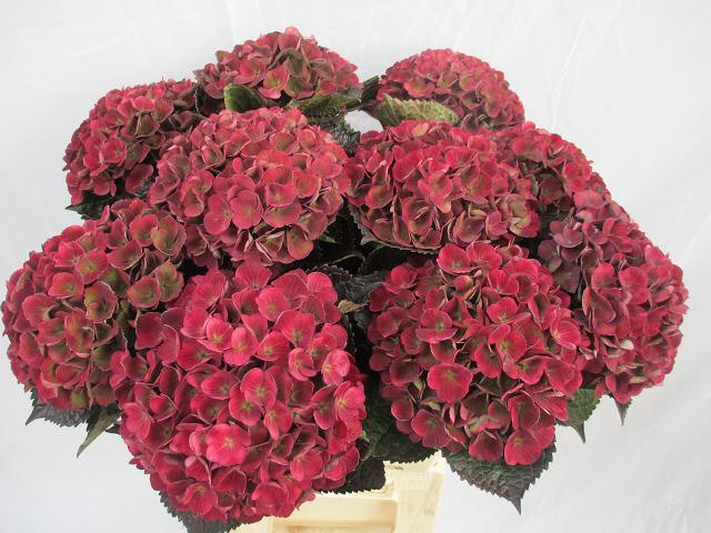 Hydrangea Charlotte Classic 60cm 19Ø