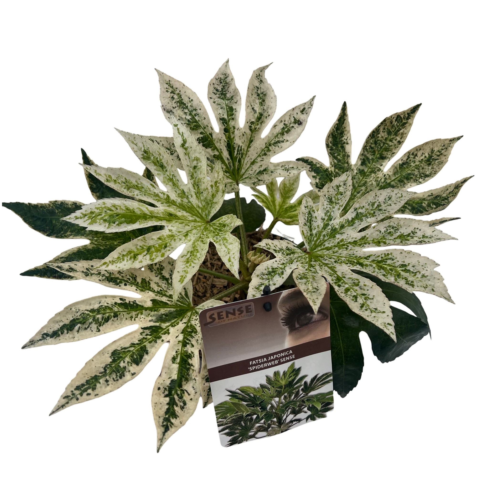 Picture of Fatsia jap. Spiderweb sense P17 (2 Ltr)