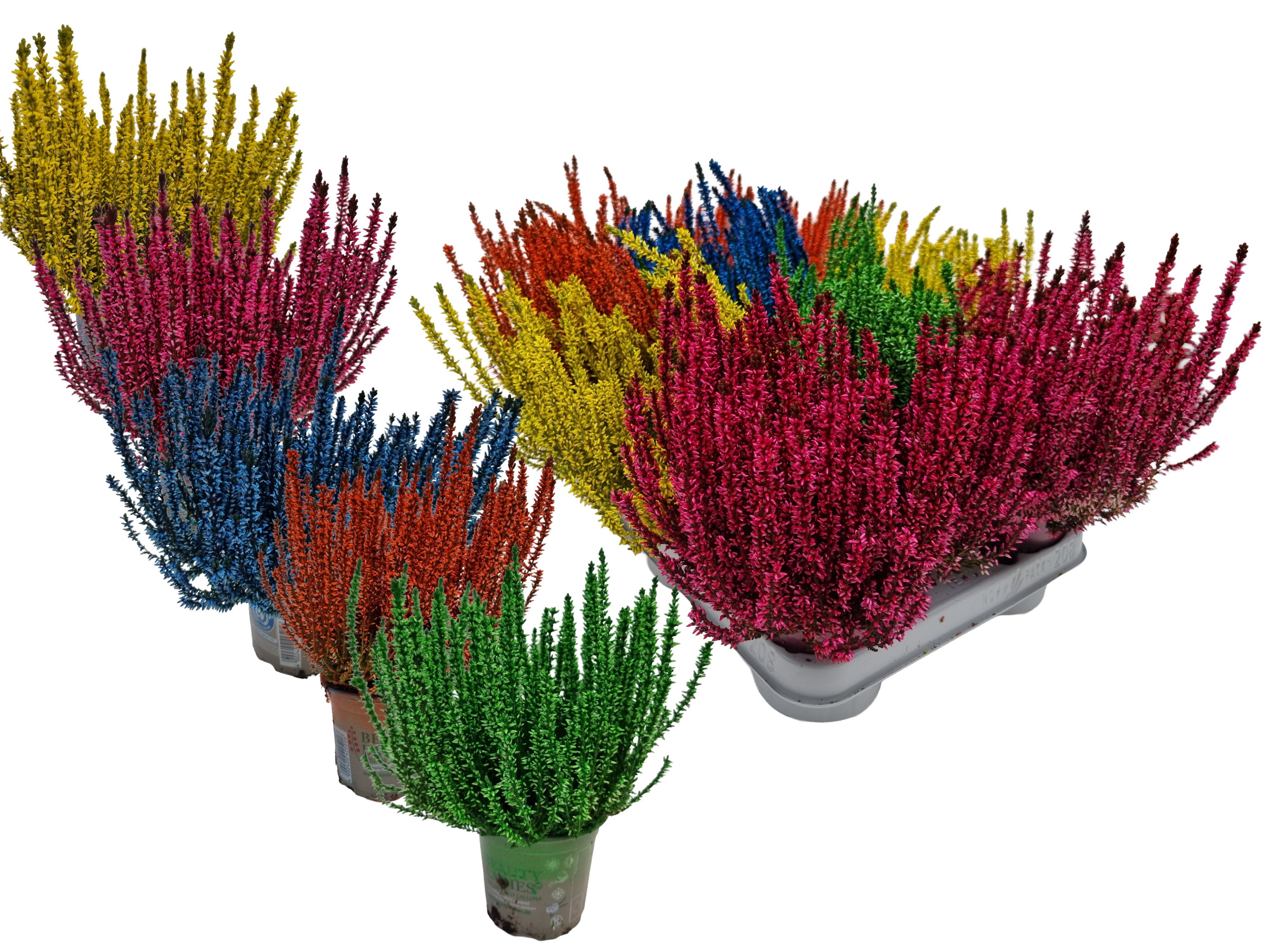 Calluna vulgaris kleurbehandeld mixkar H% - Struikhei