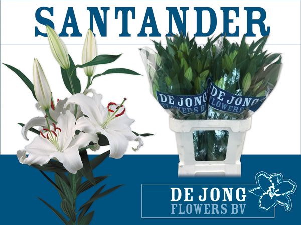 Li Or Santander