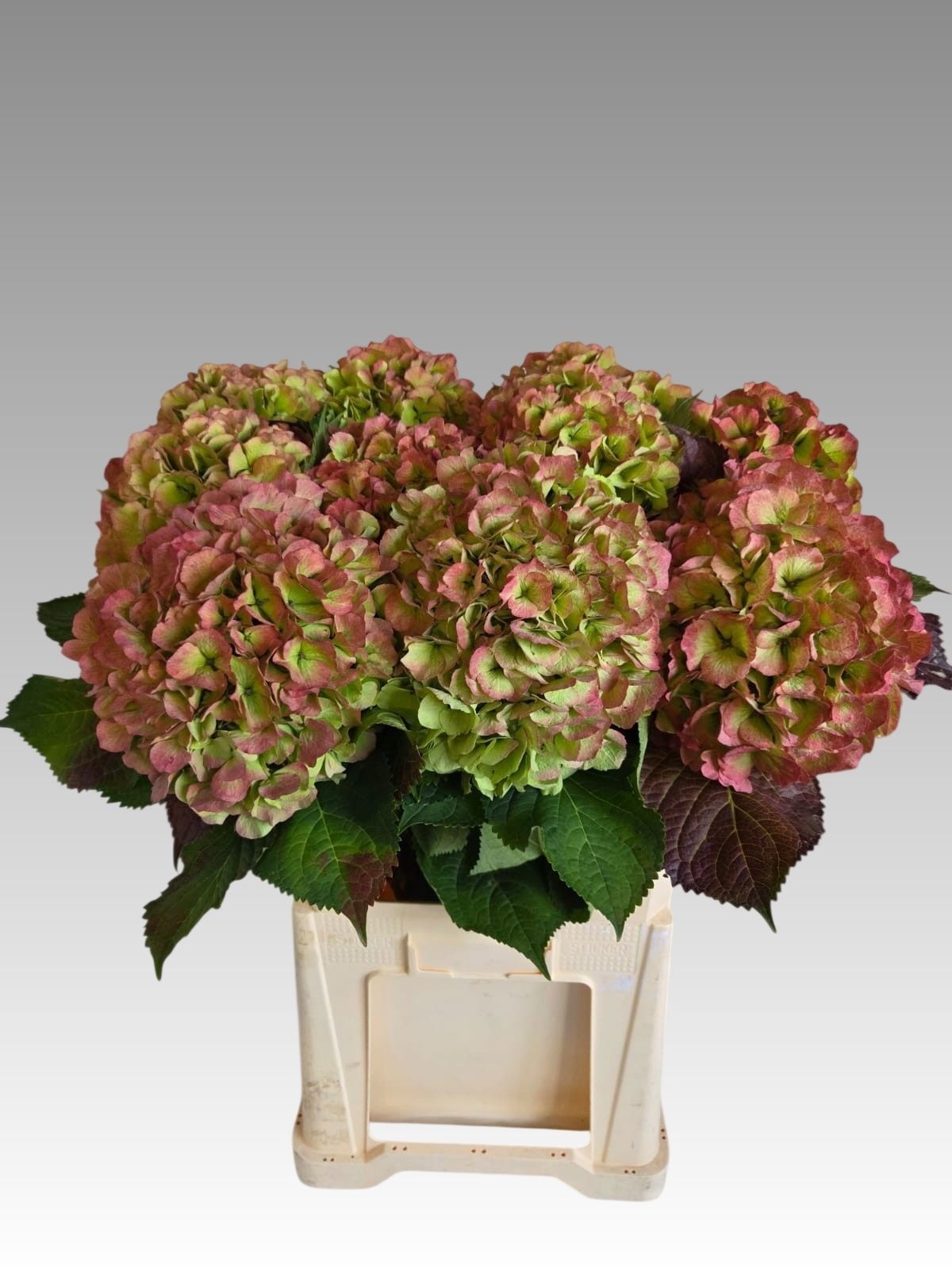 Hydrangea Verena Classic Pink 80cm 23Ø