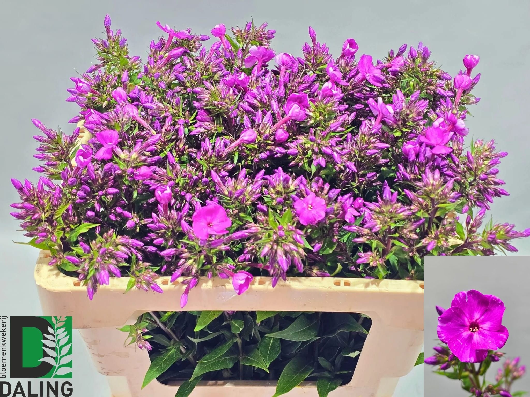 Phlox P Gogo Purple 50cm