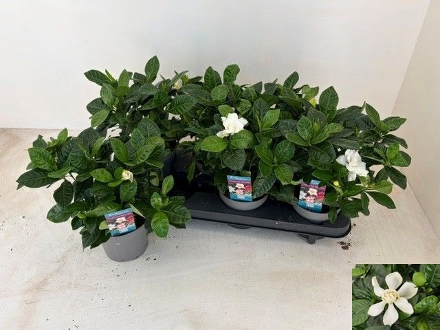 Gardenia Jasminoides 13P 26H 4bloem