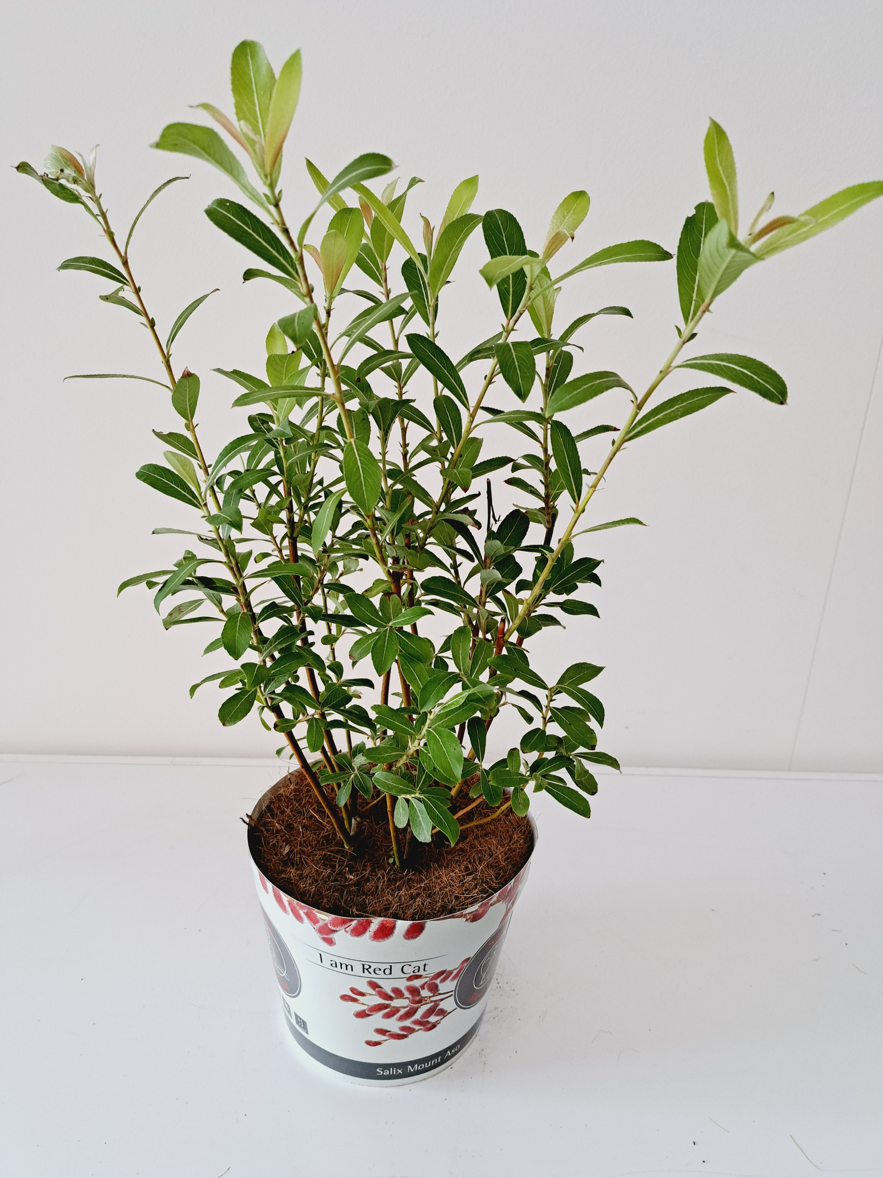 Picture of Salix gracilistyla Mount Aso P17 (2 Ltr) POTCOVER