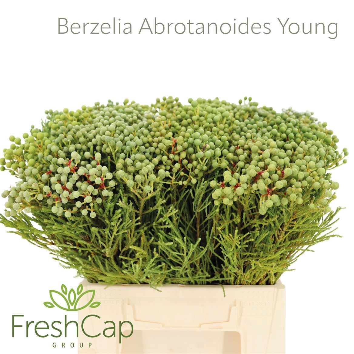 Berz Abrotanoides 40L.cm