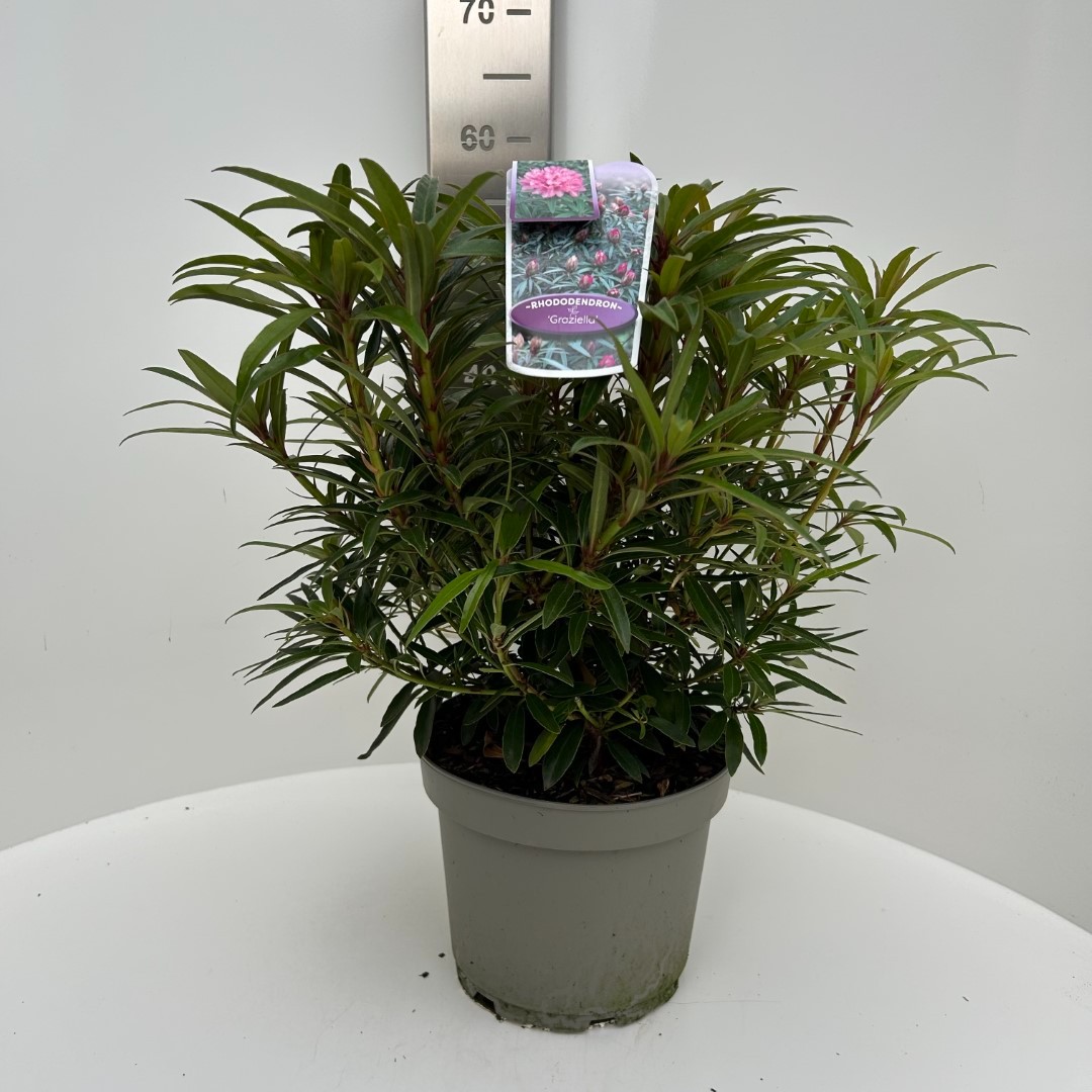 Picture of Rhododendron hybride Graziella P23 (5 Ltr) (LOOSE)