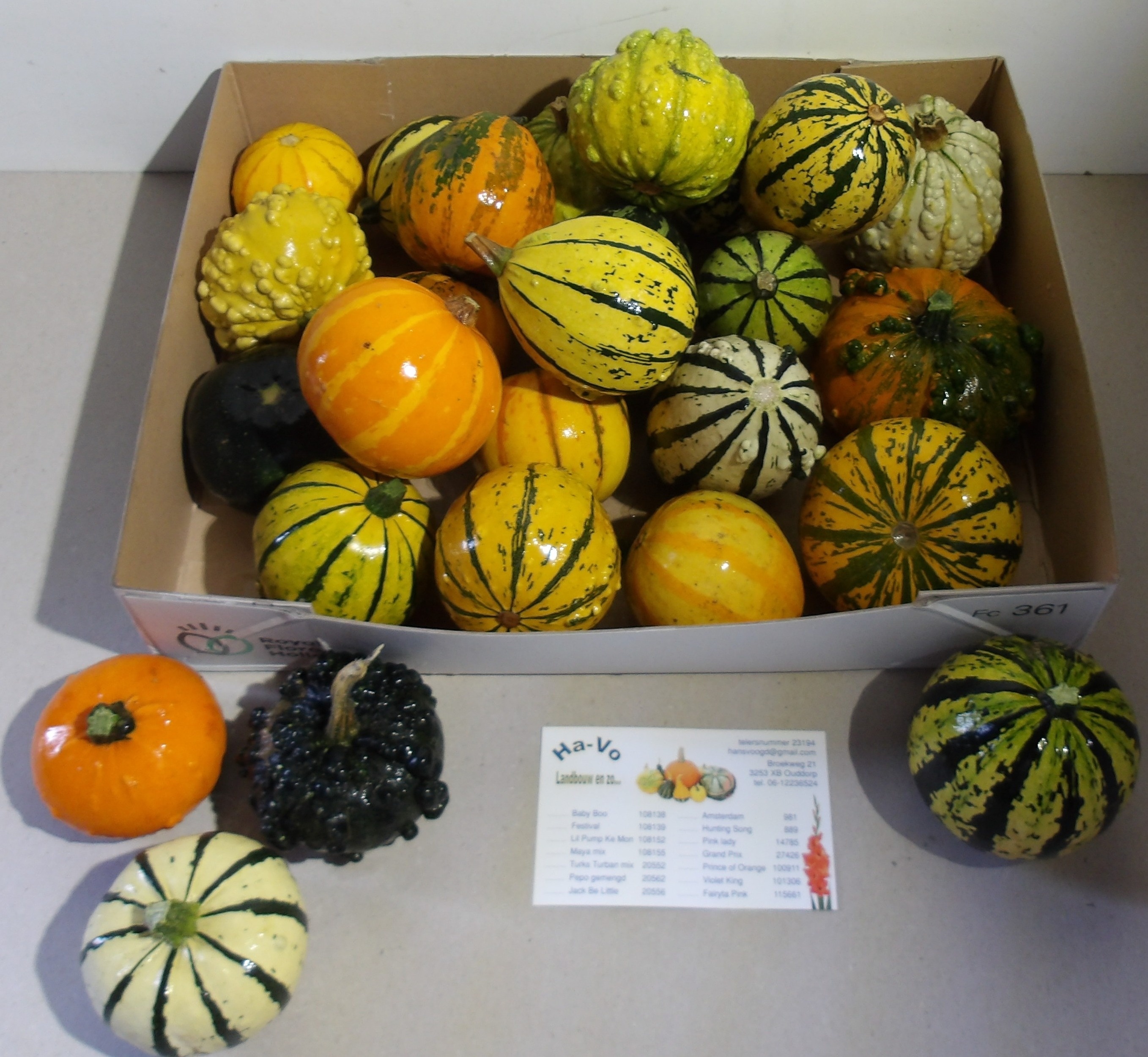Cucurbita Pepo Mixed
