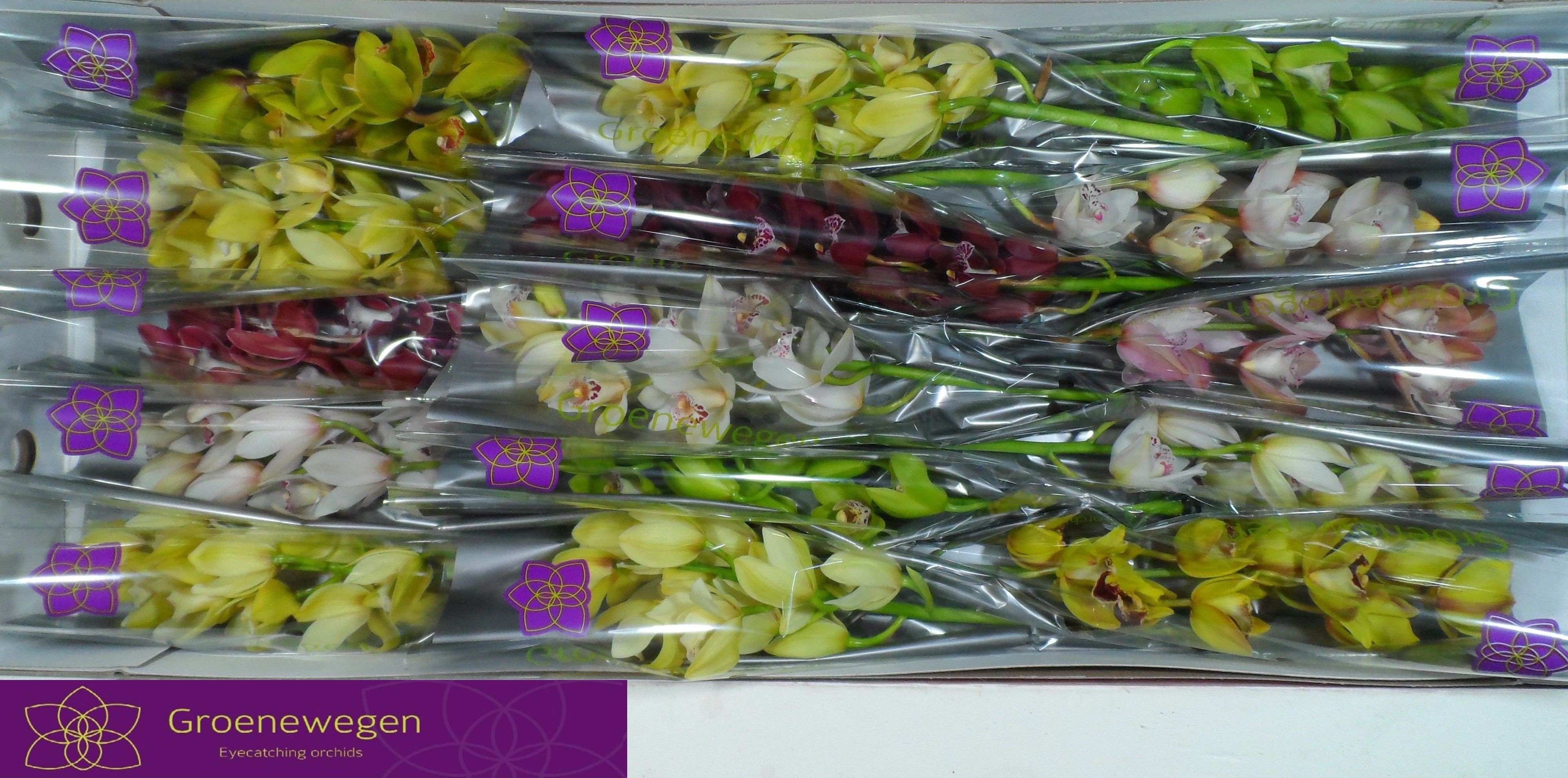 Cymbidium Asst Mini 50cm