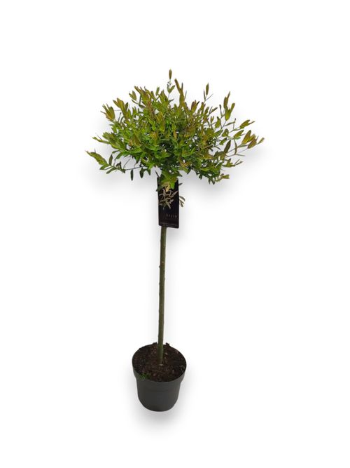 Salix integra Hakuro Nishiki p19 Stra