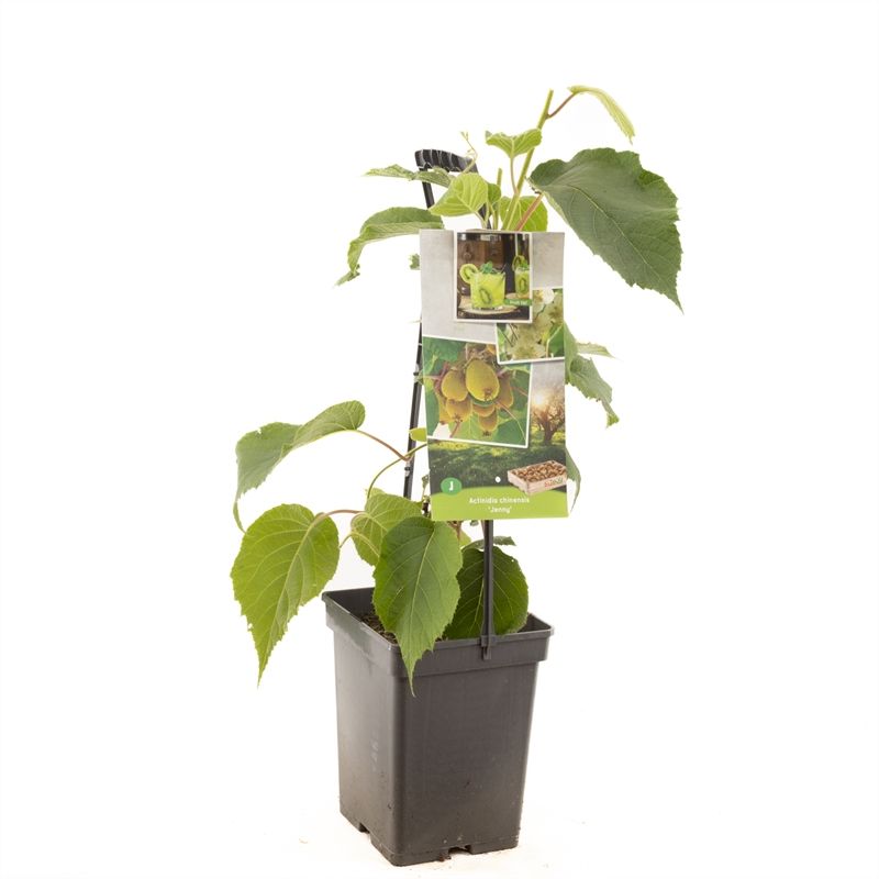 Actinidia deliciosa 'Jenny'