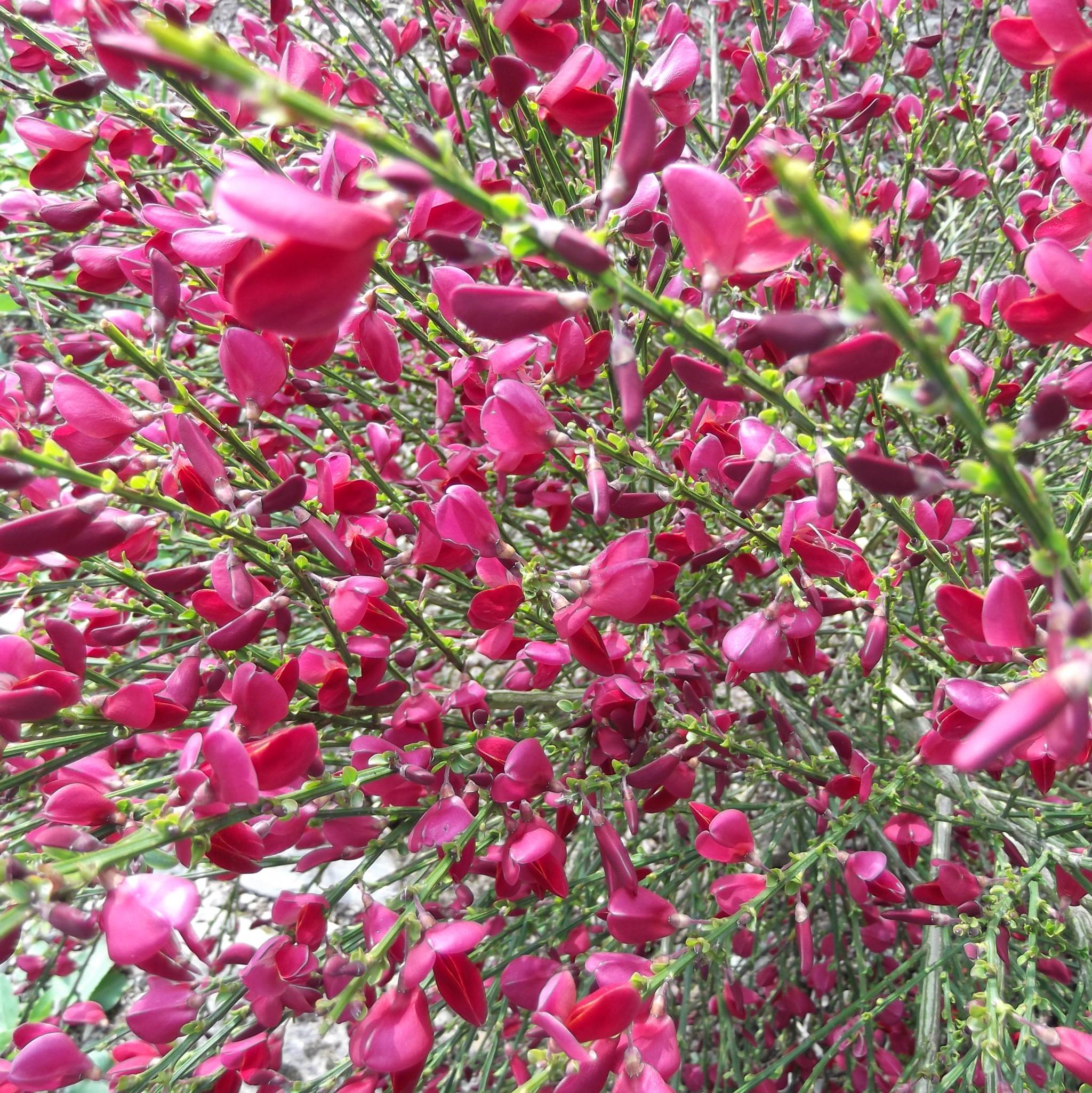 Picture of Cytisus praecox 'Boskoop Ruby'