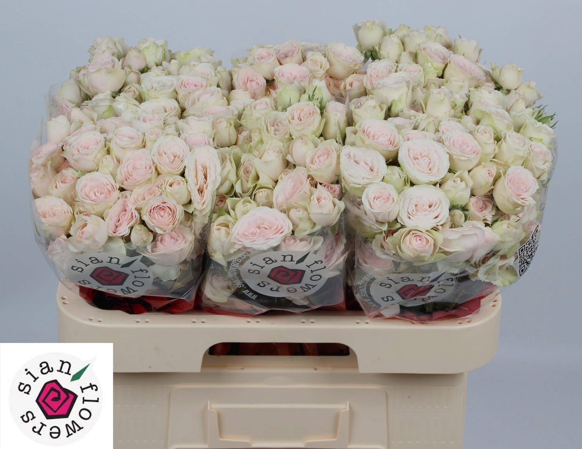 Rosa Spr Sweet Blossoms 60cm