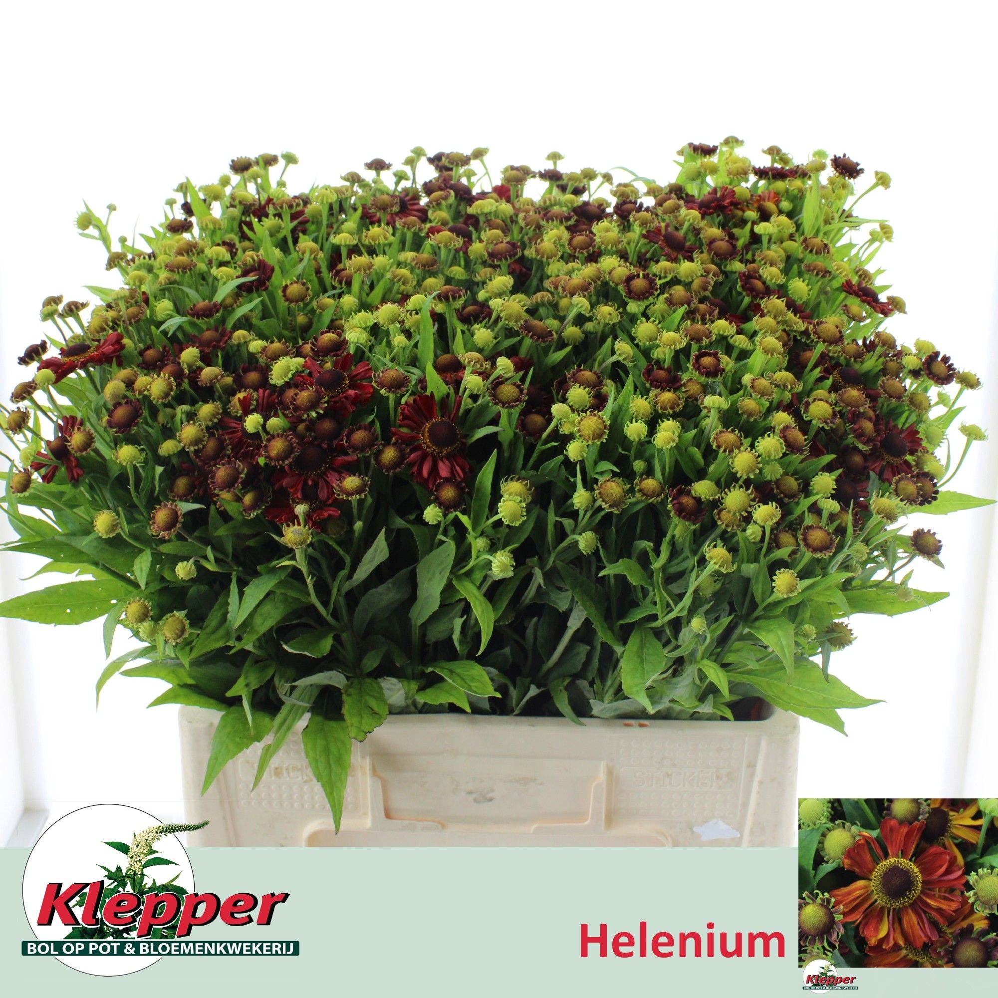 Helen Autumn Fire 60cm
