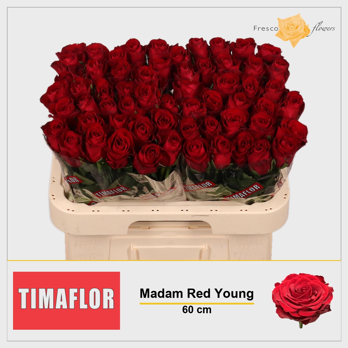 Rosa Madam Red 60cm