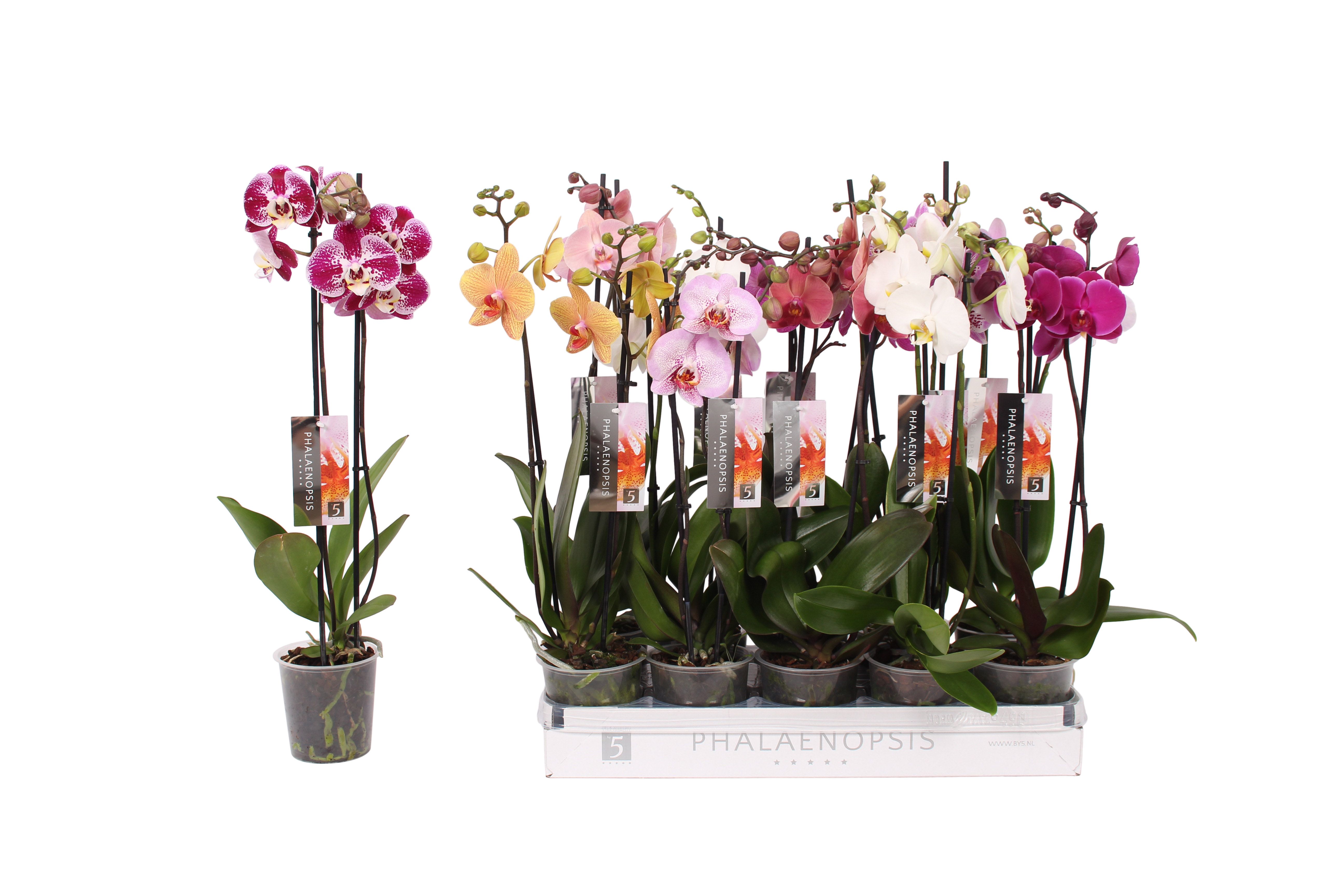 Phalaenopsis 6 color mix, 2-spike 14