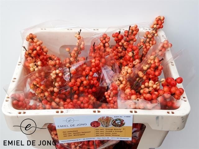 Ilex Oudijks Orange 45cm