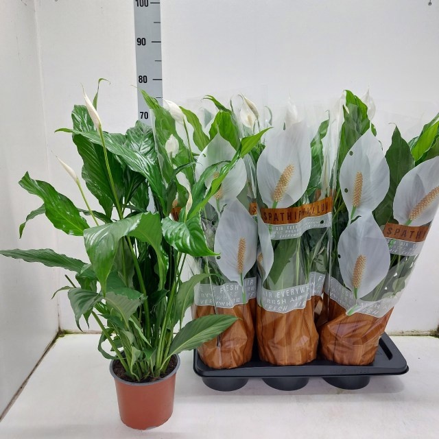 Spath Sweet Chico 17Ø 60cm