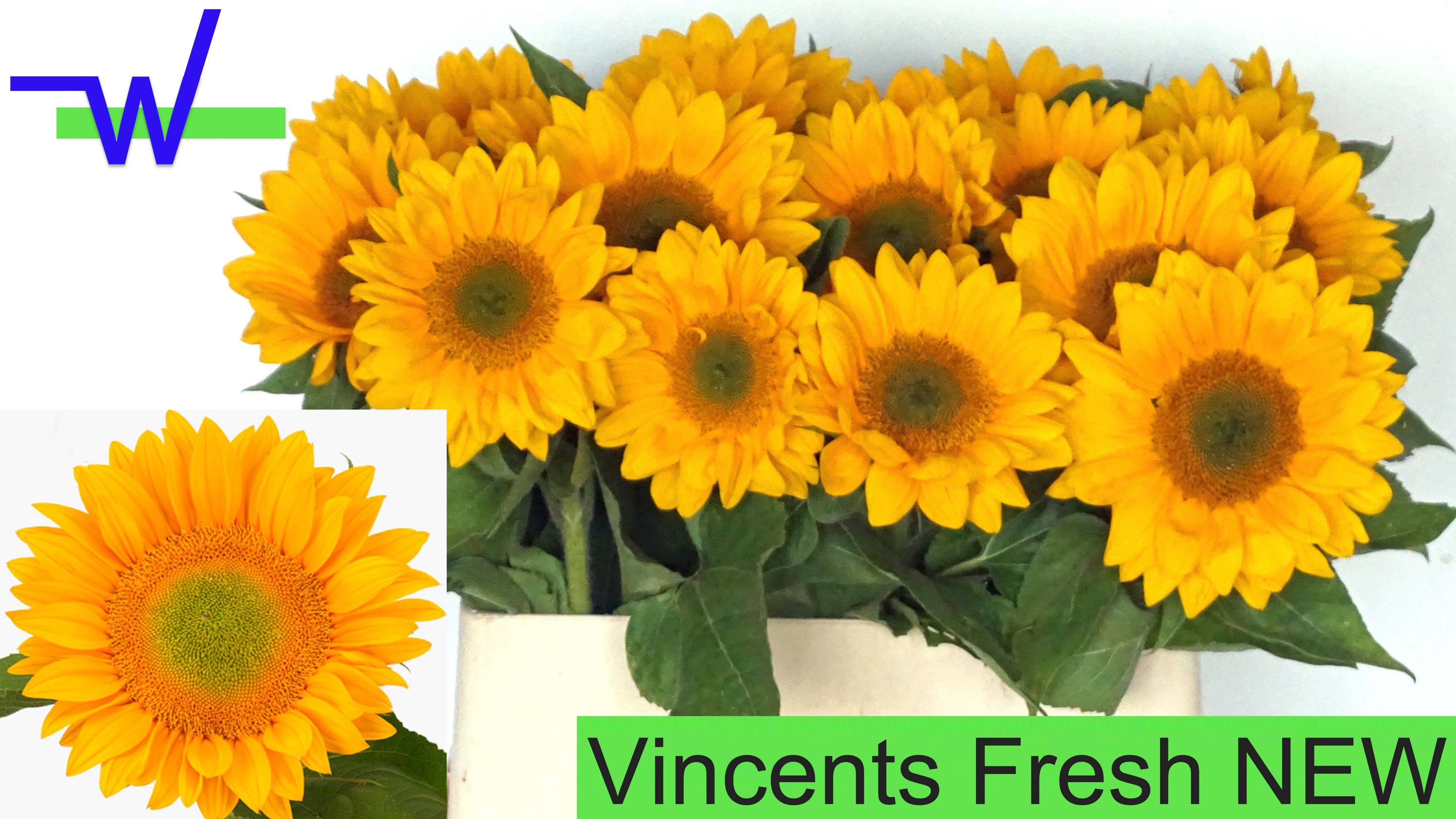 Helian An Vin Fresh 80cm