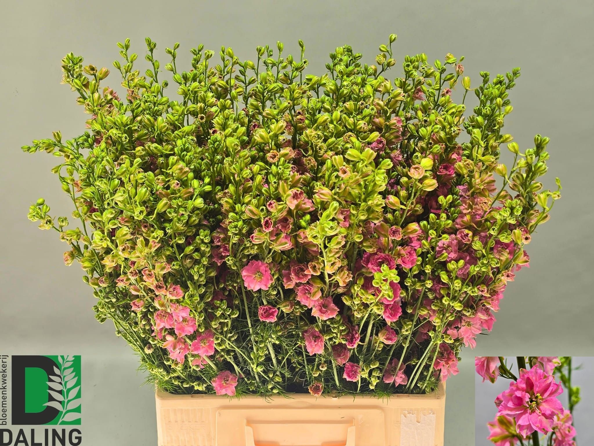 Consolida Pink (LARKSPUR) 70cm