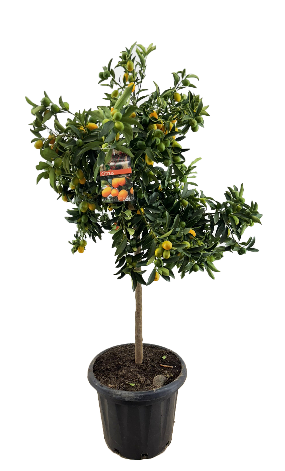 Picture of Citrus kumquat P40-(25-LTR) 140CM (LOOSE)