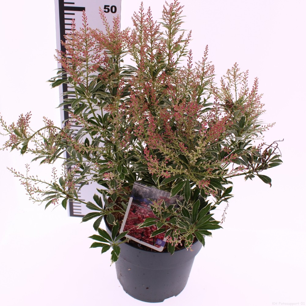 Picture of Pieris jap. 'Polar Passion'