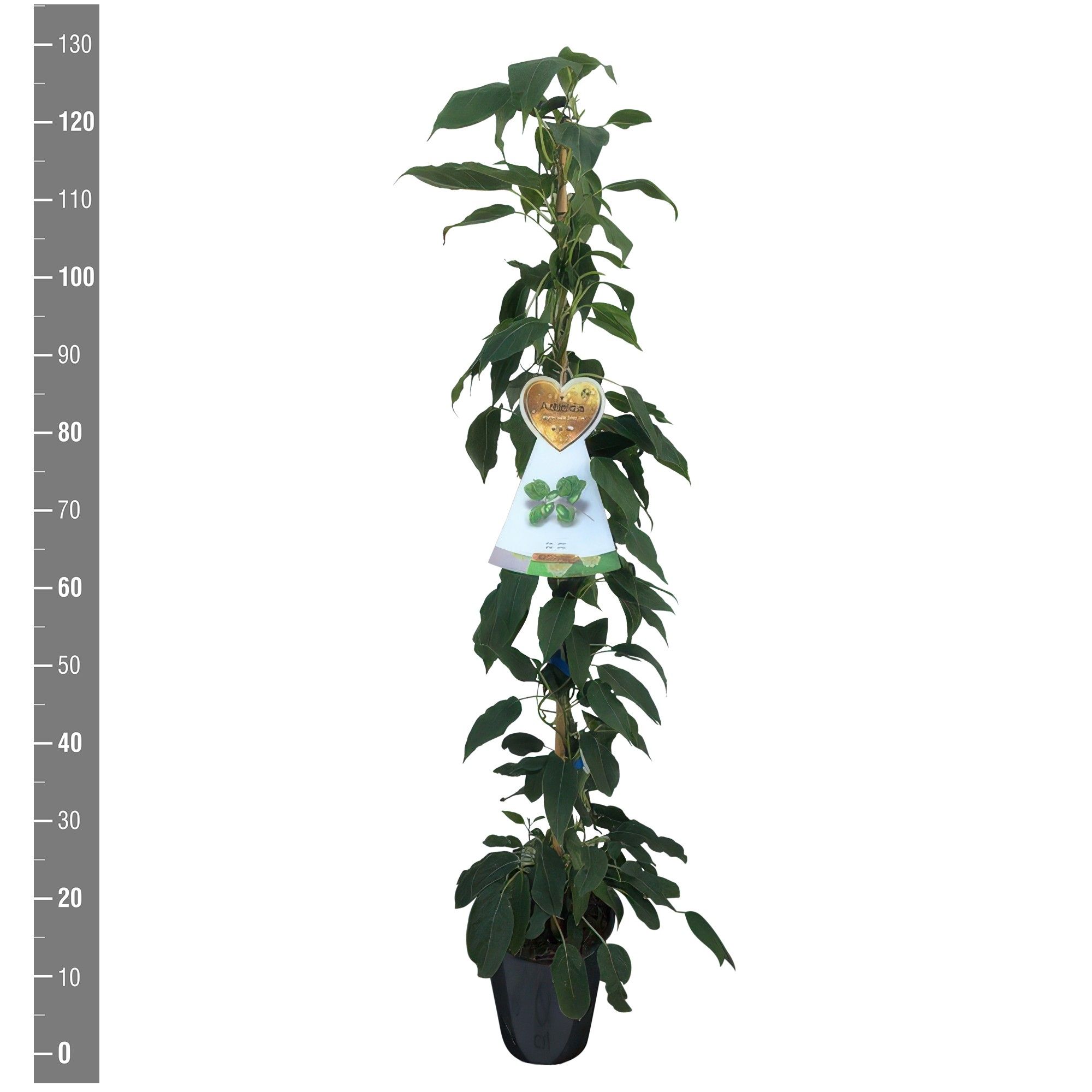 Actinidia arguta Super Issai aanstok kiwi kopie zelfbestuivend
