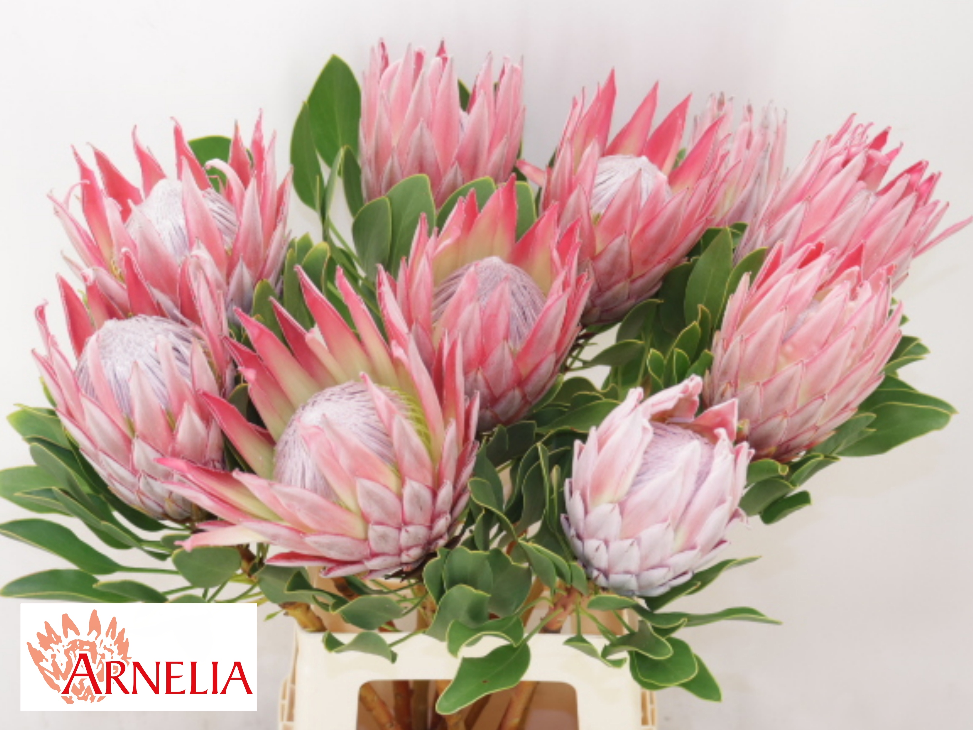 Protea Cynaroides 70cm