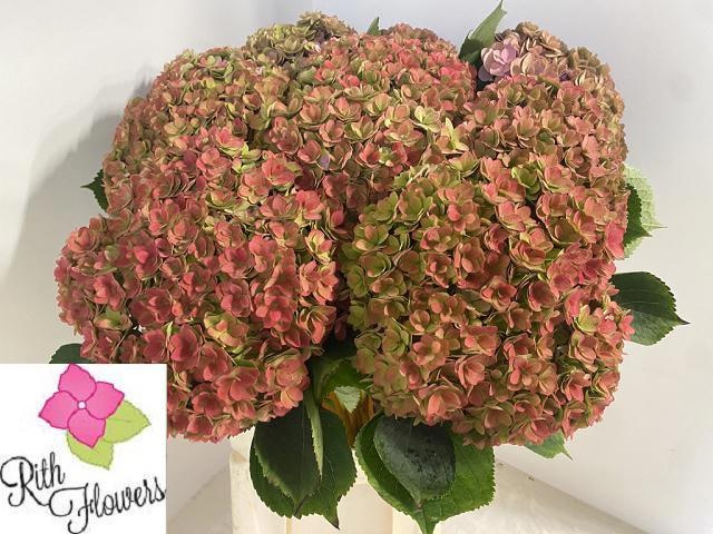 Hydrangea Royal Anastasia Classic 60cm 21Ø